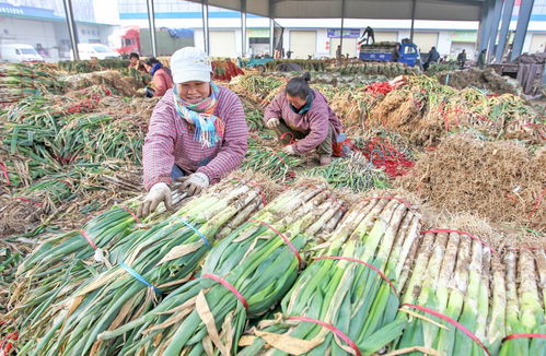 22年圓夢(mèng)創(chuàng)城 顏值與魅力俱增，文明與發(fā)展共舞——聚焦食用農(nóng)產(chǎn)品批發(fā)